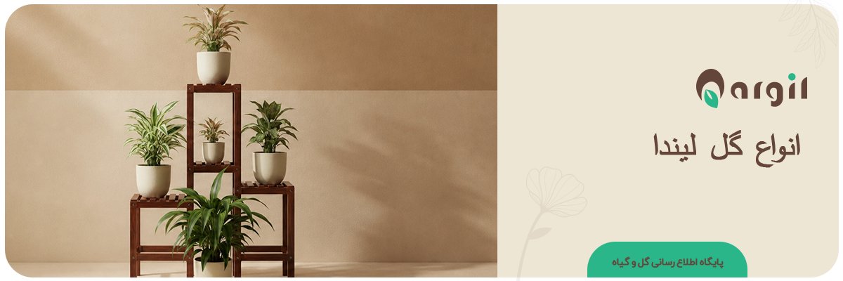انواع گل لیندا + راهنمای انتخاب ومقایسه گل لیندا